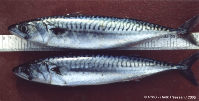 Scomber scombrus Linnaeus, 1758 Scomber scombrus Linnaeus, 1758