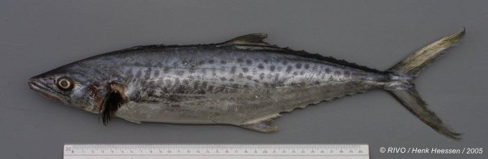 Scomberomorus tritor (Cuvier in Cuvier & Valenciennes, 1832) Scomberomorus tritor (Cuvier in Cuvier & Valenciennes, 1832)