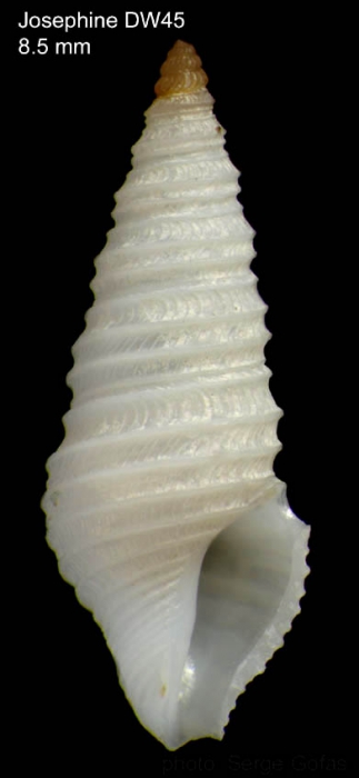 Drilliola loprestiana (Calcara, 1841)Specimen from Josephine seamount, 36°46'N, 14°17'W, 315-335 m, 'Seamount 1' DW45 (actual size 8.5 mm) Drilliola loprestiana (Calcara, 1841)Specimen from Josephine seamount, 36°46'N, 14°17'W, 315-335 m, 'Seamount 1' DW45 (actual size 8.5 mm)