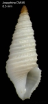 Drilliola loprestiana (Calcara, 1841)Specimen from Josephine seamount, 36°46'N, 14°17'W, 315-335 m, 'Seamount 1' DW45 (actual size 8.5 mm)