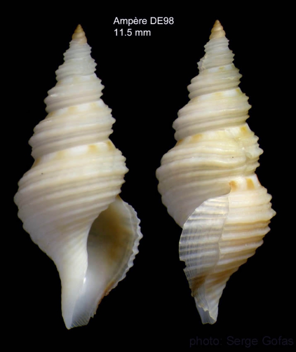 Teretia teres (Reeve, 1844)Specimen from Amp�re seamount, 35�03'N, 12�55'W, 300-325 m, 'Seamount 1' DE98 (actual size 11.5 mm)