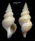 Teretia teres (Reeve, 1844)Specimen from Ampre seamount, 3503'N, 1255'W, 300-325 m, 'Seamount 1' DE98 (actual size 11.5 mm)