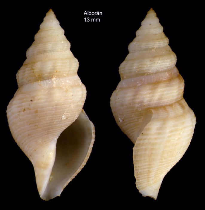Gymnobela abyssorum (Locard, 1897)Specimen from off Alboran island, ca. 200 m depth (actual size 13 mm) Gymnobela abyssorum (Locard, 1897)Specimen from off Alboran island, ca. 200 m depth (actual size 13 mm)