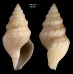 Gymnobela abyssorum (Locard, 1897)Specimen from off Alboran island, ca. 200 m depth (actual size 13 mm)