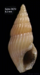 Crassopleura maravignae (Bivona, 1838)Shell from Seine seamount, 33°45'N, 14°21'W, 165 m, 'Seamount 1' DE72 (actual size 9.2 mm)
