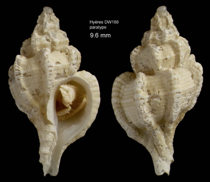 Dermomurex gofasi Houart, 1996Shell (paratype) from Hyères seamount, 31°30.0'N, 28°59.5'W, 300-310 m, 'Seamount 2' DW188 (actual size 9.6 mm) Dermomurex gofasi Houart, 1996Shell (paratype) from Hyères seamount, 31°30.0'N, 28°59.5'W, 300-310 m, 'Seamount 2' DW188 (actual size 9.6 mm)