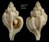 Dermomurex gofasi Houart, 1996Shell (paratype) from Hyes seamount, 3130.0'N, 2859.5'W, 300-310 m, 'Seamount 2' DW188 (actual size 9.6 mm) 