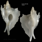 Pterynotus atlantideus Bouchet & Warn, 1985Specimen from Hyres seamount, 3130.0'N, 2859.5'W, 300-310 m, 'Seamount 2' DW 188 (actual size 14 mm)