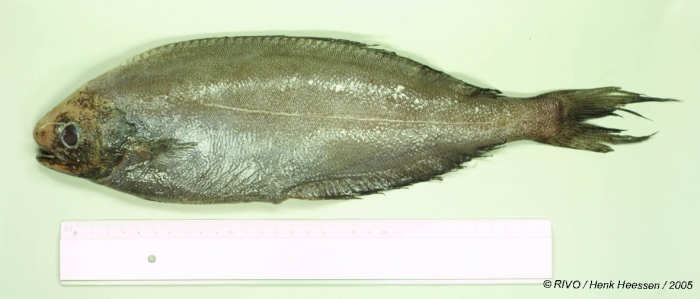 Schedophilus medusophagus Cocco, 1829 Schedophilus medusophagus Cocco, 1829
