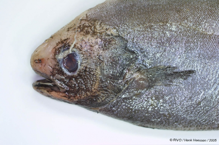 Schedophilus medusophagus Cocco, 1829 Schedophilus medusophagus Cocco, 1829