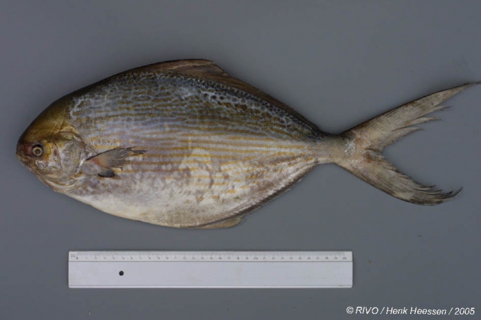 Stromateus fiatola Linnaeus, 1758 Stromateus fiatola Linnaeus, 1758