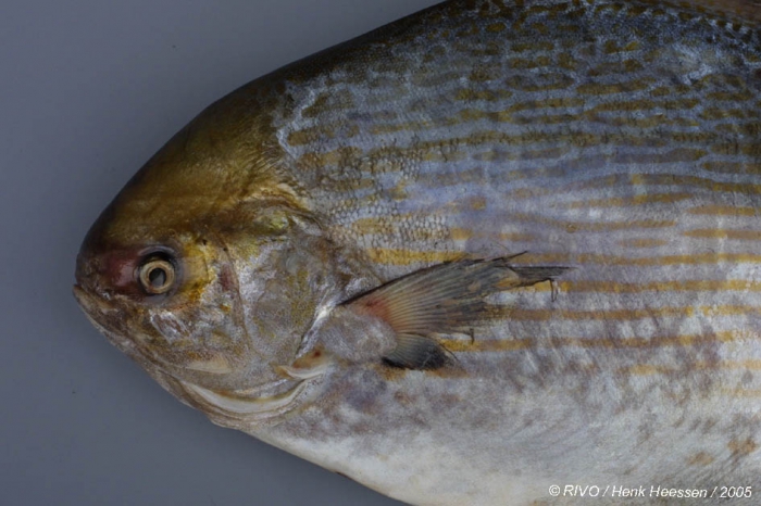 Stromateus fiatola Linnaeus, 1758 Stromateus fiatola Linnaeus, 1758