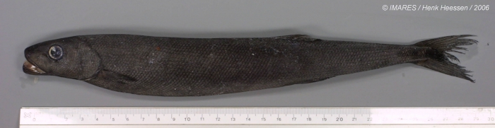 Tetragonurus atlanticus Lowe, 1839 Tetragonurus atlanticus Lowe, 1839