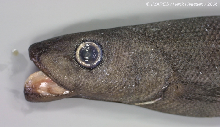 Tetragonurus atlanticus Lowe, 1839 Tetragonurus atlanticus Lowe, 1839