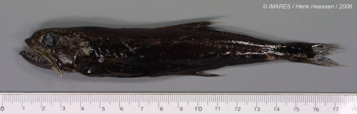 Chiasmodon sp. Chiasmodon sp.