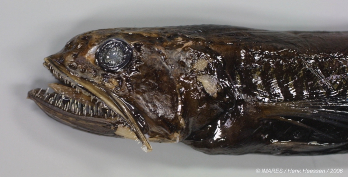 Chiasmodon sp. Chiasmodon sp.