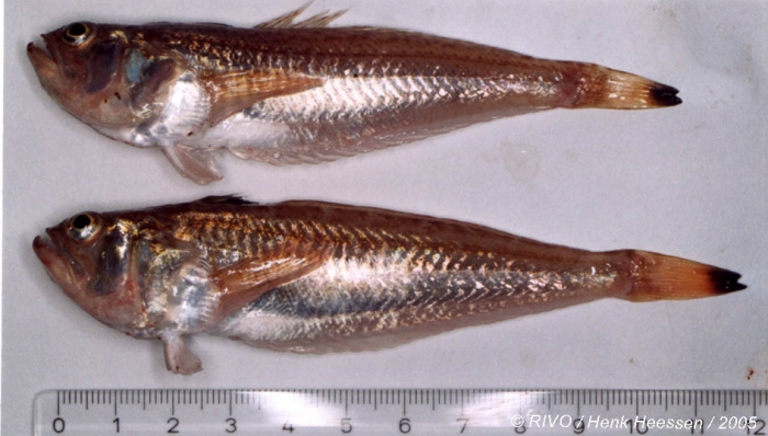 Echiichthys vipera (Cuvier, 1829) Echiichthys vipera (Cuvier, 1829)