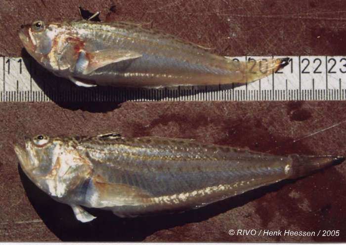 Echiichthys vipera (Cuvier, 1829) Echiichthys vipera (Cuvier, 1829)