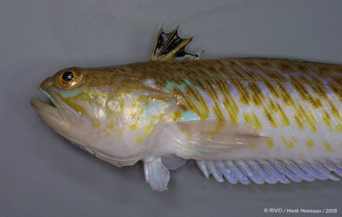 Trachinus draco Linnaeus, 1758 Trachinus draco Linnaeus, 1758