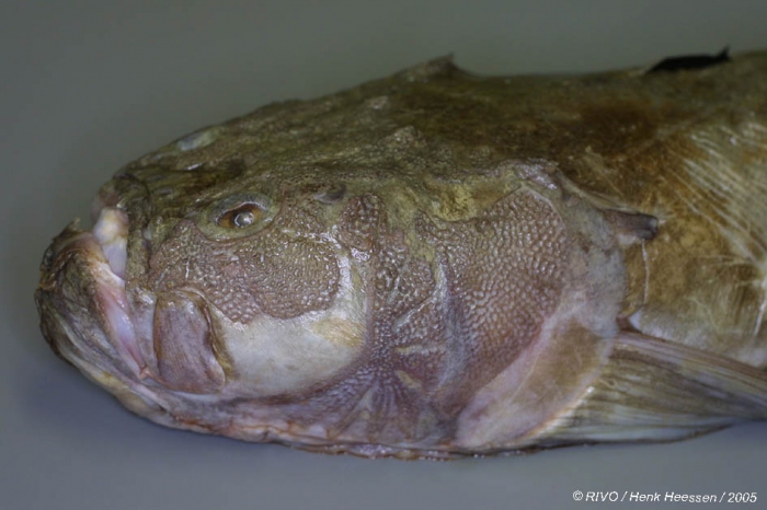 Uranoscopus scaber Linnaeus, 1758 Uranoscopus scaber Linnaeus, 1758