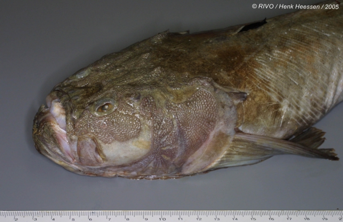 Uranoscopus scaber Linnaeus, 1758 Uranoscopus scaber Linnaeus, 1758