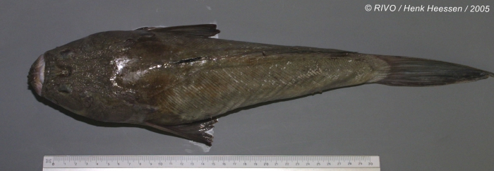 Uranoscopus scaber Linnaeus, 1758 Uranoscopus scaber Linnaeus, 1758