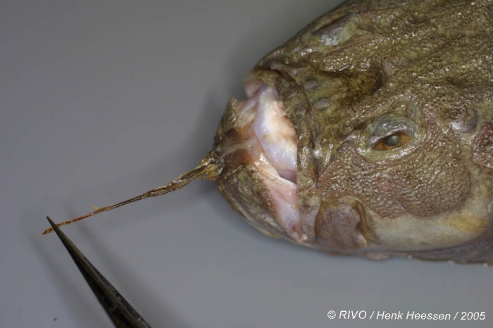 Uranoscopus scaber Linnaeus, 1758 Uranoscopus scaber Linnaeus, 1758