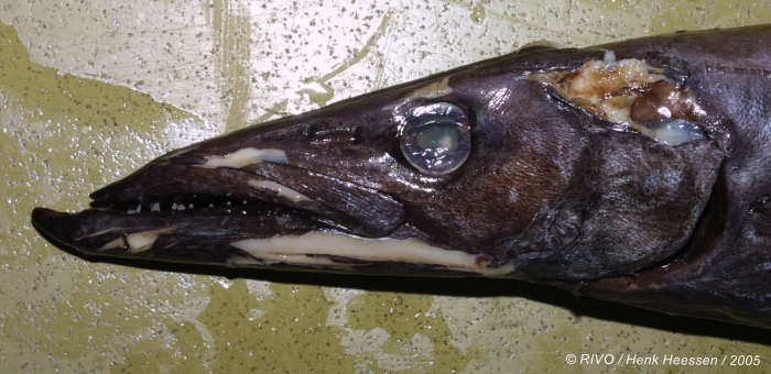 Nesiarchus nasutus Johnson, 1862 Nesiarchus nasutus Johnson, 1862