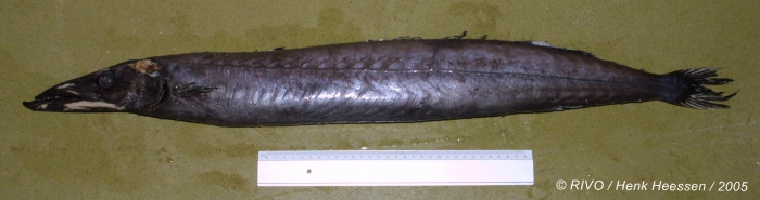 Nesiarchus nasutus Johnson, 1862 Nesiarchus nasutus Johnson, 1862