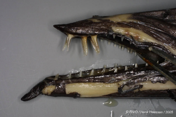 Nesiarchus nasutus Johnson, 1862 Nesiarchus nasutus Johnson, 1862