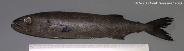 Ruvettus pretiosus Cocco, 1833 Ruvettus pretiosus Cocco, 1833