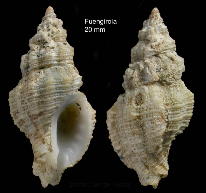 Orania fusulus (Brocchi, 1814)Specimen from off Fuengirola, Alboran sea (actual size 20 mm)