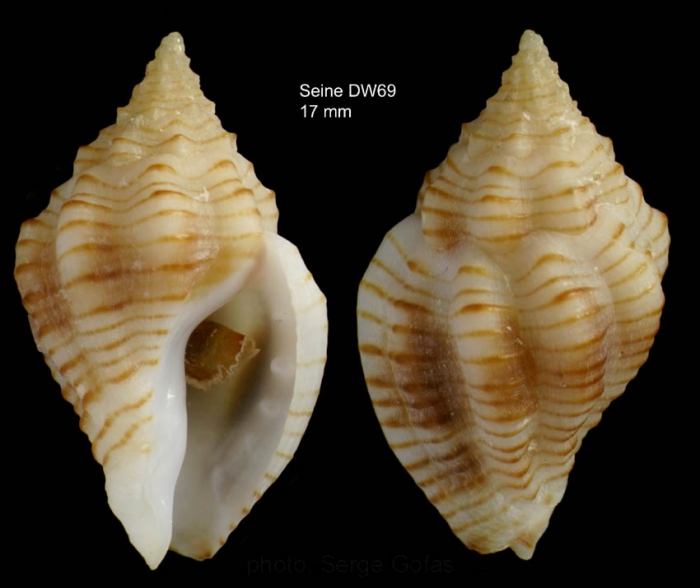 Cytharomorula grayi (Dall, 1889)Specimen from Seine seamount, 3344'N, 1423'W, 190-198 m, 'Seamount 1' DW69 (actual size 17 mm)