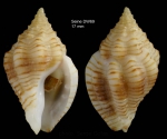 Cytharomorula grayi (Dall, 1889)Specimen from Seine seamount, 33°44'N, 14°23'W, 190-198 m, 'Seamount 1' DW69 (actual size 17 mm)