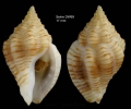 Mollusca (molluscs)