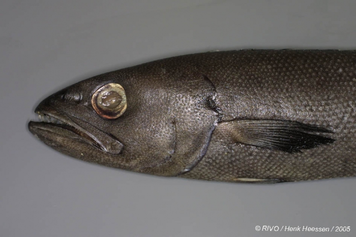 Ruvettus pretiosus Cocco, 1833 Ruvettus pretiosus Cocco, 1833