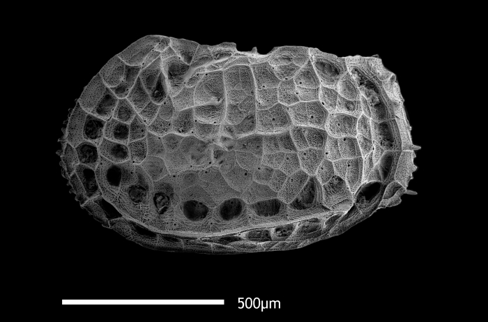 Bradleya mesembrina Mazzini, 2005 from the Southern Ocean Bradleya mesembrina Mazzini, 2005 from the Southern Ocean