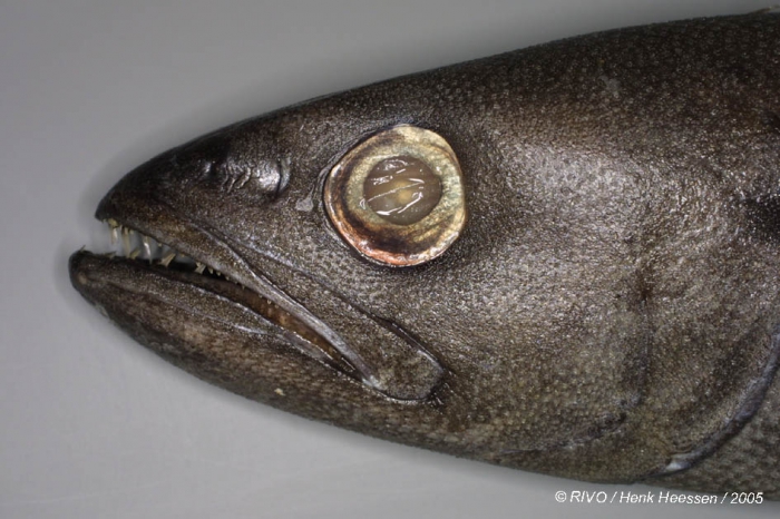 Ruvettus pretiosus Cocco, 1833 Ruvettus pretiosus Cocco, 1833