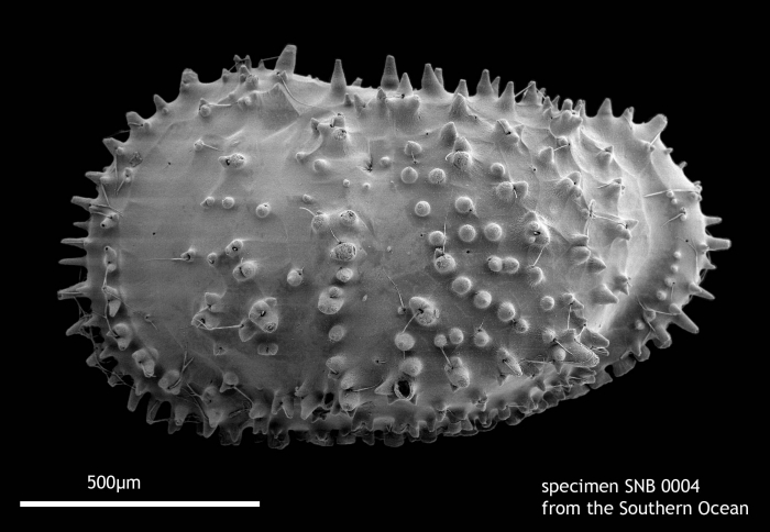 Left valve of specimen living in the Southern Ocean Left valve of specimen living in the Southern Ocean