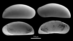 Macromckenziea giambonini Brand, 2010