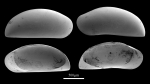 Ostracoda