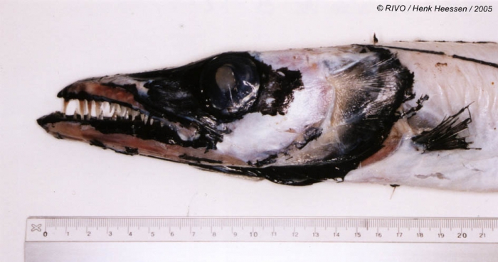 Aphanopus carbo Lowe, 1839 Aphanopus carbo Lowe, 1839