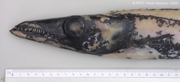 Aphanopus carbo Lowe, 1839 Aphanopus carbo Lowe, 1839