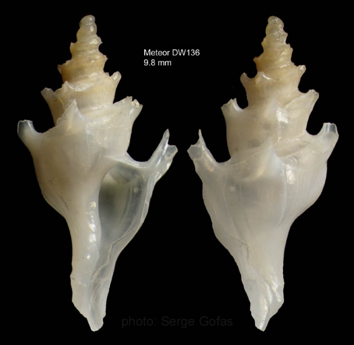 Poirieria actinophora (Dall, 1889)Shell from Great Meteor seamount, 'Seamount 2' DW 136, 30°01.5'N - 28°28.3'W, 305 m (actual size 9.8 mm) Poirieria actinophora (Dall, 1889)Shell from Great Meteor seamount, 'Seamount 2' DW 136, 30°01.5'N - 28°28.3'W, 305 m (actual size 9.8 mm)