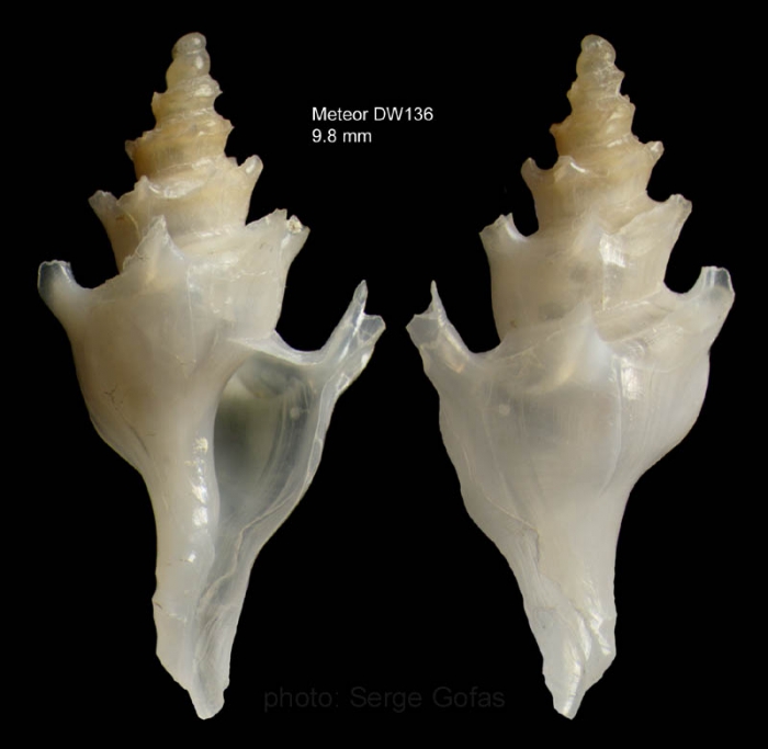 Poirieria actinophora (Dall, 1889)Shell from Great Meteor seamount, 'Seamount 2' DW 136, 30°01.5'N - 28°28.3'W, 305 m (actual size 9.8 mm)