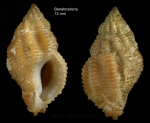 Ocinebrina aciculata (Lamarck, 1822)Specimen from Benalmádena, S. Spain (actual size 12 mm)
