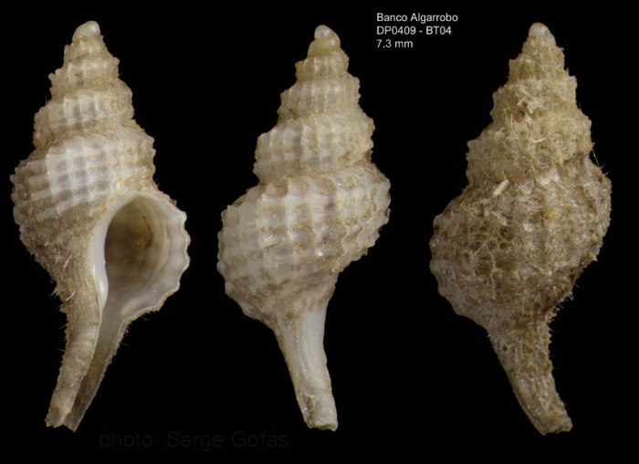 Trophonopsis barvicensis (Johnston, 1825)Specimen from Djibouti banks, Alboran Sea, 349-365 m  (actual size 7.3 mm) 