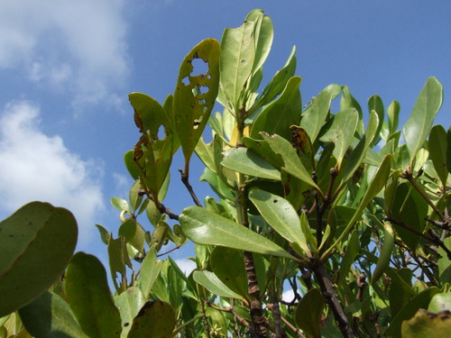 Aegiceras corniculatum