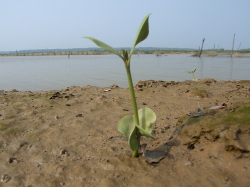 Avicennia marina