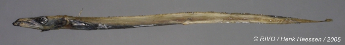 Benthodesmus elongatus (Clarke, 1879) Benthodesmus elongatus (Clarke, 1879)